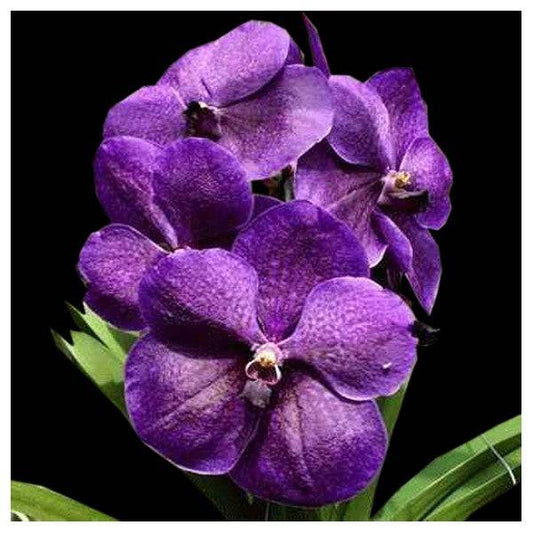 Vanda Robert's Delight 'Ink Star' - Without Flowers | BS - Buy Orchids Plants Online by Orchid-Tree.com