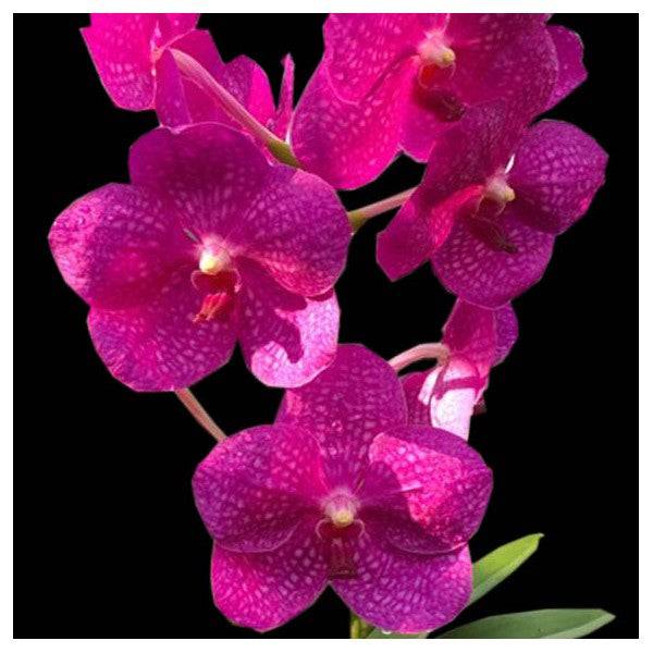 Vanda Somsri Glory Pink - With Flowers | FF - Buy Orchids Plants Online by Orchid-Tree.com