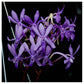 Vanda Darwinara Blue Charm - Without Flowers | BS - Buy Orchids Plants Online by Orchid-Tree.com