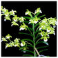 Vanda (Christensonia) vietnamica BS - Buy Orchids Plants Online by Orchid-Tree.com