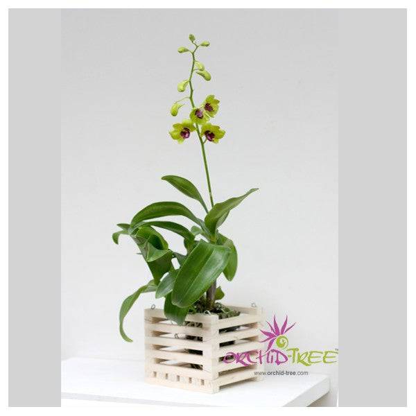 5 inch Wooden Hanging Planter - Buy Orchids Plants Online by Orchid-Tree.com