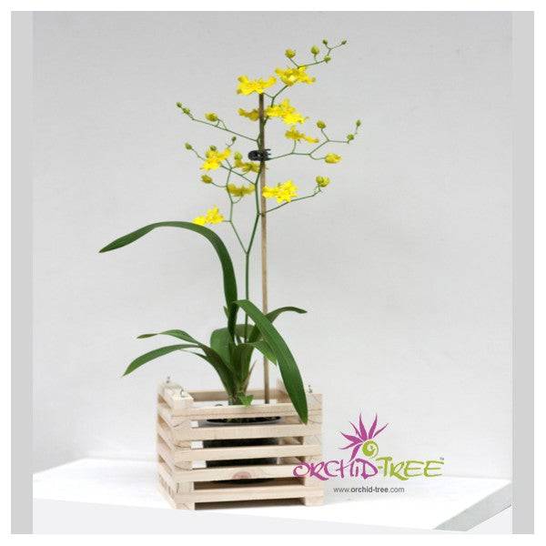 5 inch Wooden Hanging Planter - Buy Orchids Plants Online by Orchid-Tree.com