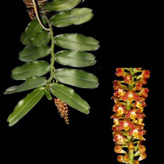 Robiquetia spathulata sp. - Without Flowers | BS - Buy Orchids Plants Online by Orchid-Tree.com