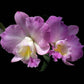 Cattleya (Slc.) Doris and Byron 'Christmas Rose' - Without Flowers | BS - Buy Orchids Plants Online by Orchid-Tree.com