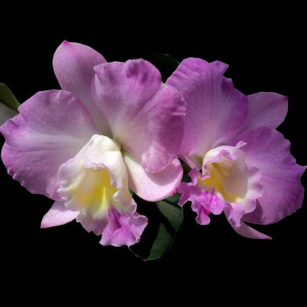 Cattleya (Slc.) Doris and Byron 'Christmas Rose' - Without Flowers | BS - Buy Orchids Plants Online by Orchid-Tree.com