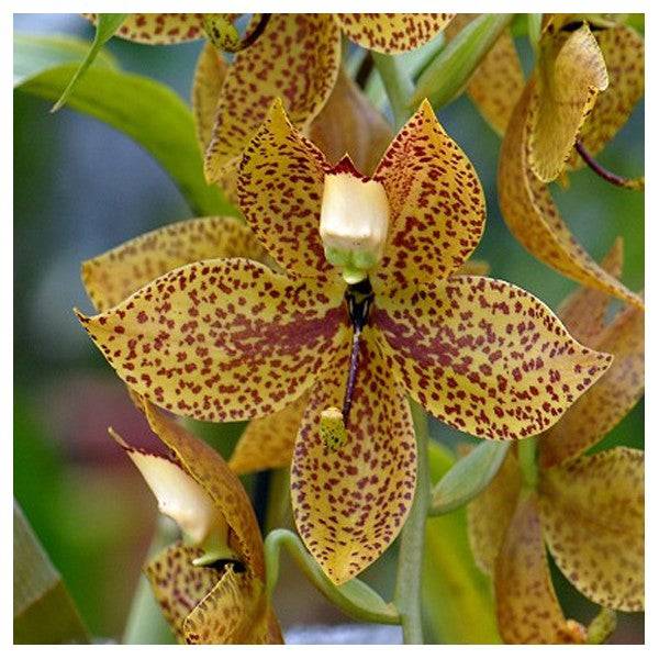 Cynoches Jumbo Legend - Without Flower | BS - Buy Orchids Plants Online by Orchid-Tree.com