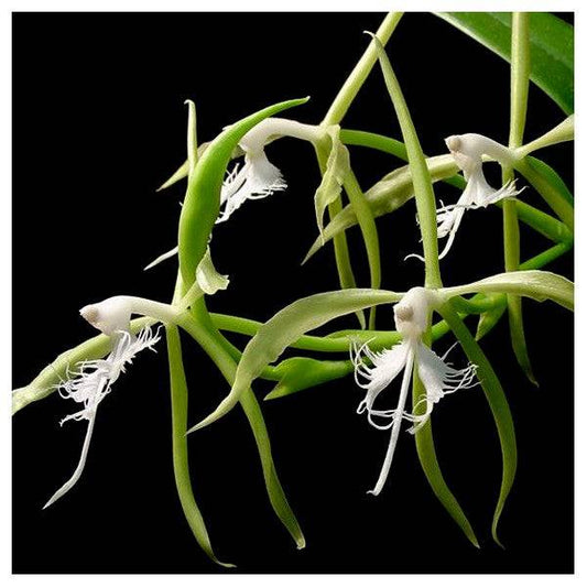 Encyclia ciliare sp. -Without Flower | BS - Buy Orchids Plants Online by Orchid-Tree.com