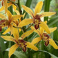 Cymbidium (HTC) Chen's Ruby - Without Flowers | BS - Buy Orchids Plants Online by Orchid-Tree.com