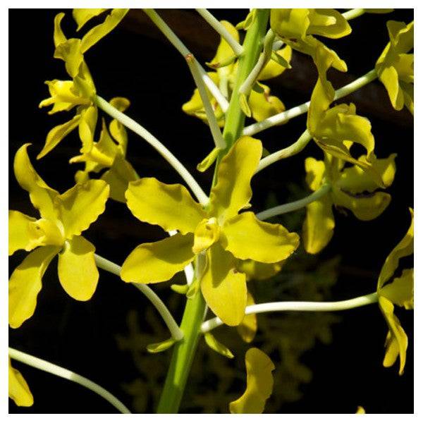 Grammatophyllum speciosum var flava - Without Flower | BS - Buy Orchids Plants Online by Orchid-Tree.com