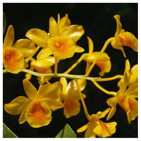 Dendrobium chrysotoxum sp.(Thai) - Without Flowrers | MS - Buy Orchids Plants Online by Orchid-Tree.com