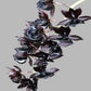 Catasetum Black Magic - Without Flowers | BS - Buy Orchids Plants Online by Orchid-Tree.com