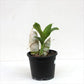 Catasetum Black Magic - Without Flowers | BS - Buy Orchids Plants Online by Orchid-Tree.com