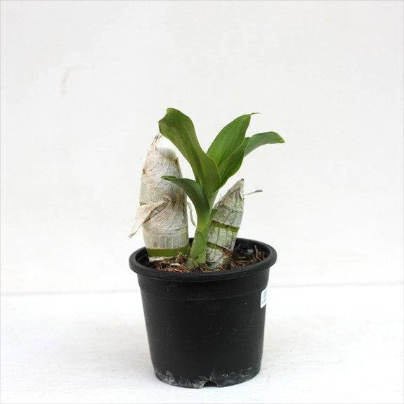Catasetum Black Magic - Without Flowers | BS - Buy Orchids Plants Online by Orchid-Tree.com