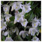 Dendrobium hymenanthum sp. - Without Flowers | BS - Buy Orchids Plants Online by Orchid-Tree.com