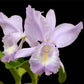 Cattleya Sea Breeze "Blue Ribbon"-Without Flowers | BS - Buy Orchids Plants Online by Orchid-Tree.com
