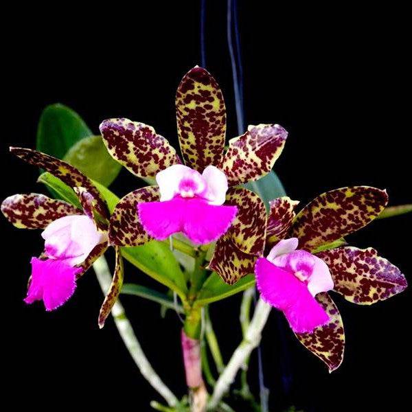 Cattleya Pradit Spot- Without Flowers | BS - Buy Orchids Plants Online by Orchid-Tree.com