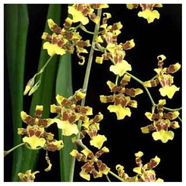 Oncidium Golden Anniversary - Without Flowers | BS - Buy Orchids Plants Online by Orchid-Tree.com