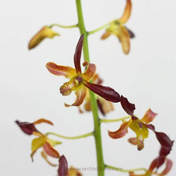 Dendrobium Rambo - Without Flowers | BS - Buy Orchids Plants Online by Orchid-Tree.com