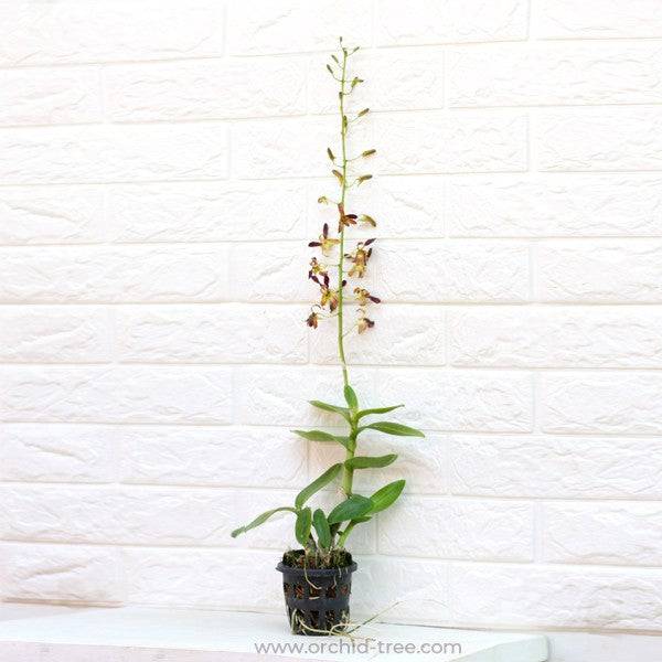 Dendrobium Rambo - Without Flowers | BS - Buy Orchids Plants Online by Orchid-Tree.com