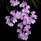 Ionopsis sp. - Without Flowers | BS - Buy Orchids Plants Online by Orchid-Tree.com