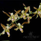 Dendrobium Chan-Chao Yellow - Without Flowers | BS - Buy Orchids Plants Online by Orchid-Tree.com