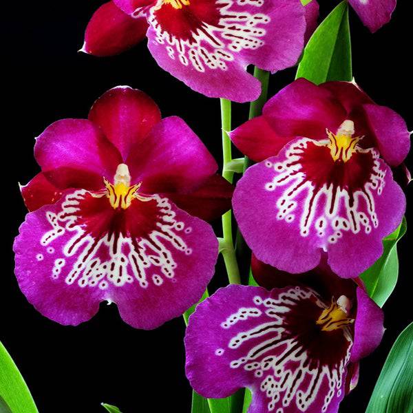 Miltoniopsis Newton Falls - Without Flowers | BS - Buy Orchids Plants Online by Orchid-Tree.com