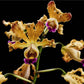Cattleya (Myrmecophila) brysiana sp. - Without Flower | BS - Buy Orchids Plants Online by Orchid-Tree.com