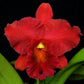 Cattleya (Rlc.) Hey Song Red - Without Flowers | MS - Buy Orchids Plants Online by Orchid-Tree.com