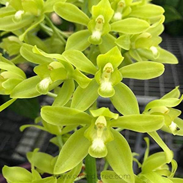 Grammatophyllum scriptum var citrinum sp. - Without Flower | BS - Buy Orchids Plants Online by Orchid-Tree.com