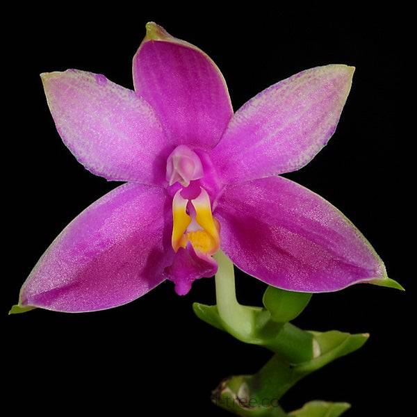 Phalaenopsis violacea var. sumatra-Without Flowers | BS - Buy Orchids Plants Online by Orchid-Tree.com