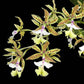 Epidendrum stamfordianum sp. BS - Buy Orchids Plants Online by Orchid-Tree.com