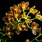 Grammatophyllum scriptum sp. -Without Flower | MS - Buy Orchids Plants Online by Orchid-Tree.com
