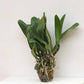 Cattleya Pratumma  - Without Flowers | BS - Buy Orchids Plants Online by Orchid-Tree.com
