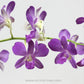 Dendrobium Zululia Blue - Without Flowers | BS - Buy Orchids Plants Online by Orchid-Tree.com