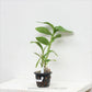 Dendrobium Violet Foxtail - Without Flowers | BS - Buy Orchids Plants Online by Orchid-Tree.com