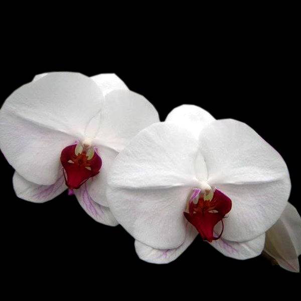 Phalaenopsis Fancy Lipstick - With Tiny Spike | FF - Buy Orchids Plants Online by Orchid-Tree.com