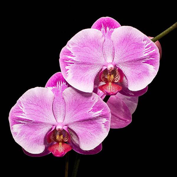 Phalaenopsis Passion Pink-Without Flowers | BS - Buy Orchids Plants Online by Orchid-Tree.com