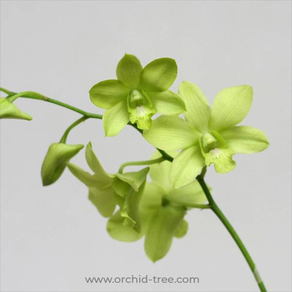 Dendrobium Arredang Green - Without Flower | MS - Buy Orchids Plants Online by Orchid-Tree.com
