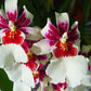 Oncidium (Mtdm.) Bartley Schwarz 'White' - Without Flowers | BS - Buy Orchids Plants Online by Orchid-Tree.com
