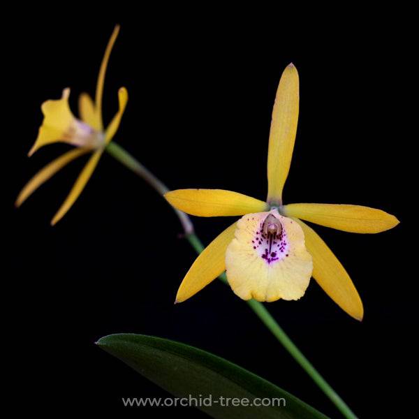 Cattleya (Bl.)Colorful Bird - Without Flowers | BS - Buy Orchids Plants Online by Orchid-Tree.com