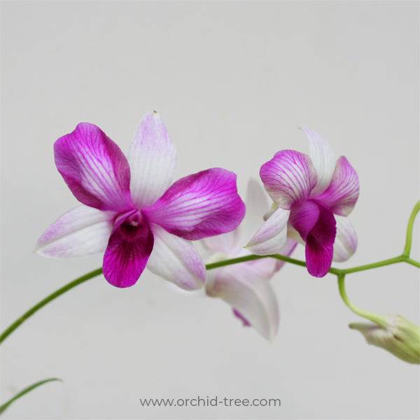 Dendrobium King Pink Splash - Without Flowers | BS - Buy Orchids Plants Online by Orchid-Tree.com