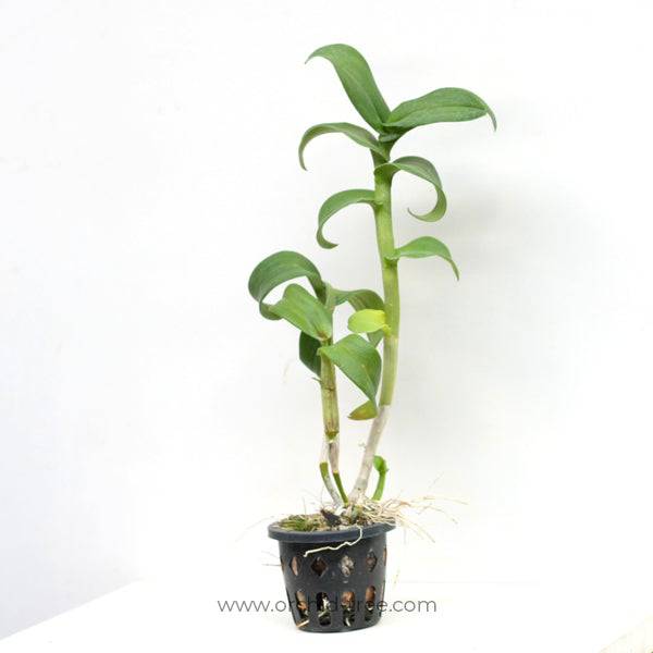 Dendrobium King Pink Splash - Without Flowers | BS - Buy Orchids Plants Online by Orchid-Tree.com