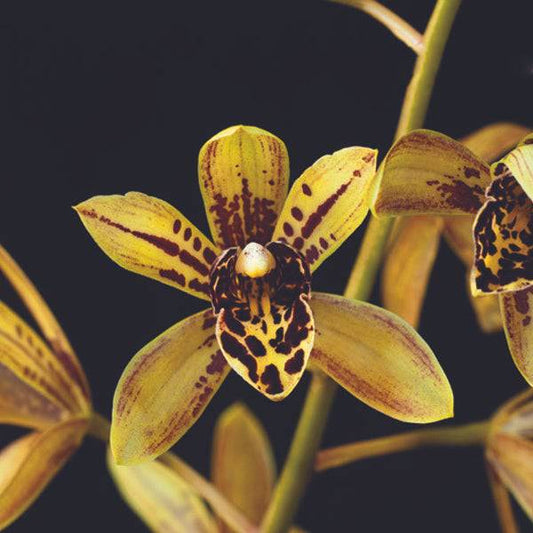 Grammatocymbidium Pakkret Adventure - Without Flowers | MS - Buy Orchids Plants Online by Orchid-Tree.com
