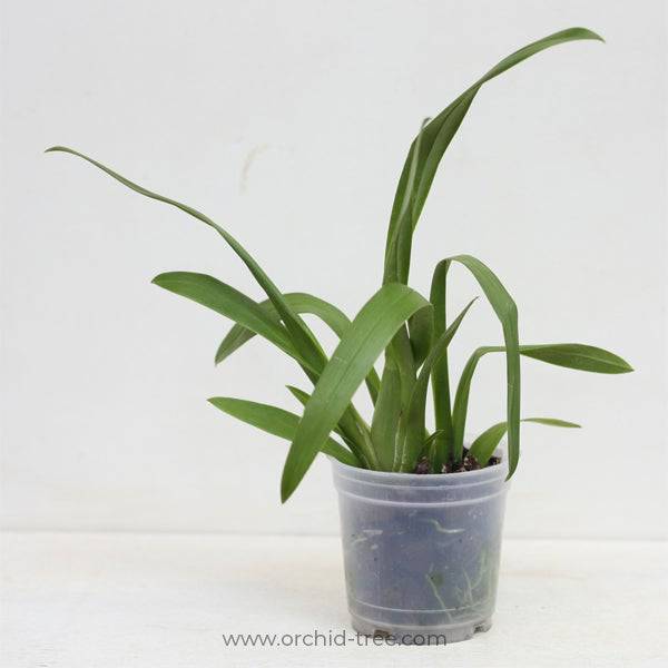 Oncidium (Burr.) Nelly Isler- Without Flowers | BS - Buy Orchids Plants Online by Orchid-Tree.com