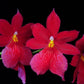 Oncidium (Burr.) Nelly Isler- Without Flowers | BS - Buy Orchids Plants Online by Orchid-Tree.com