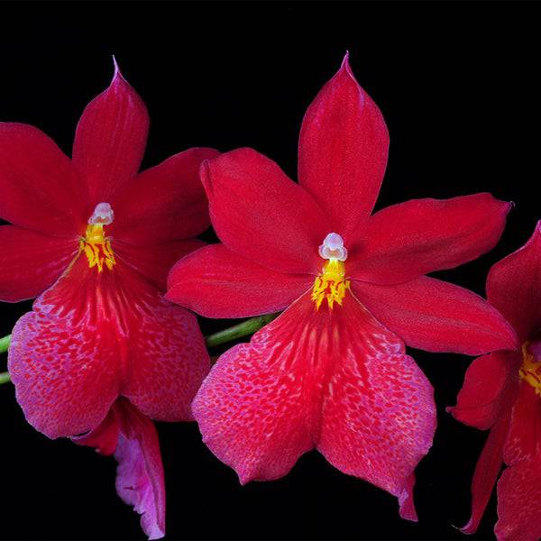 Oncidium (Burr.) Nelly Isler- Without Flowers | BS - Buy Orchids Plants Online by Orchid-Tree.com