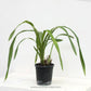 Grammatocymbidium Pakkret Adventure - Without Flowers | MS - Buy Orchids Plants Online by Orchid-Tree.com