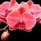 Phalaenopsis Giant Lin Duo Er-Guen-Without Flowers | BS - Buy Orchids Plants Online by Orchid-Tree.com