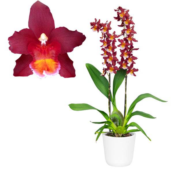 Oncidium (Wils.) Warm Memories ‘Wild Fire' - Without Flower | MS - Buy Orchids Plants Online by Orchid-Tree.com
