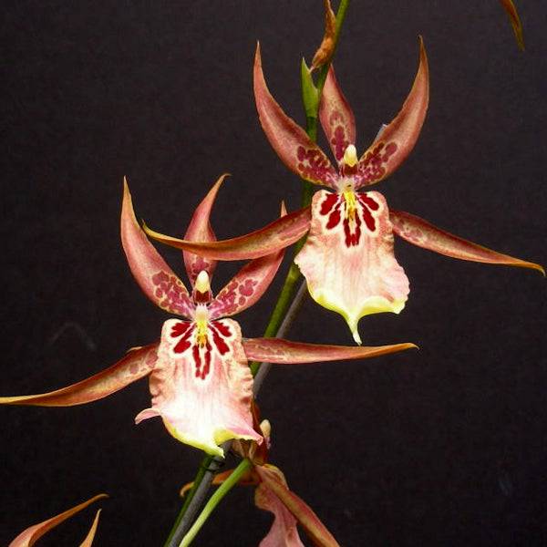 Oncidium (Alcra) Sunday's Best Muffin - Without Flower | BS - Buy Orchids Plants Online by Orchid-Tree.com